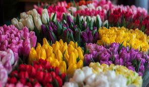 Preview wallpaper tulips, bouquets, multicolored