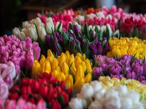 Preview wallpaper tulips, bouquets, multicolored