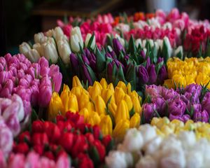 Preview wallpaper tulips, bouquets, multicolored