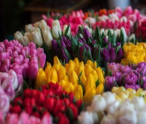 Preview wallpaper tulips, bouquets, multicolored