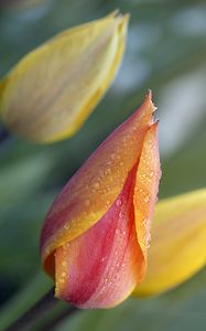 Preview wallpaper tulips, buds, drops, water, macro, spring