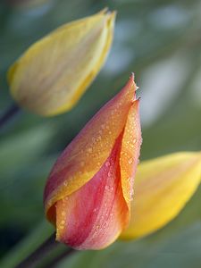 Preview wallpaper tulips, buds, drops, water, macro, spring