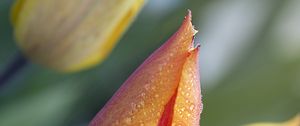 Preview wallpaper tulips, buds, drops, water, macro, spring