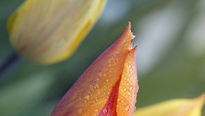 Preview wallpaper tulips, buds, drops, water, macro, spring