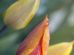 Preview wallpaper tulips, buds, drops, water, macro, spring