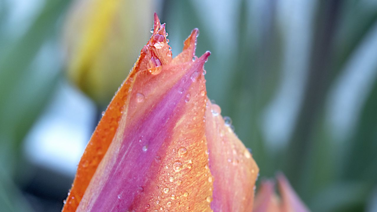 Wallpaper tulips, buds, drops, dew, flowers