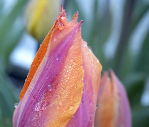 Preview wallpaper tulips, buds, drops, dew, flowers