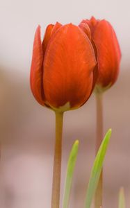 Preview wallpaper tulips, buds, flowers, spring, red, blur