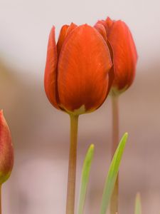 Preview wallpaper tulips, buds, flowers, spring, red, blur