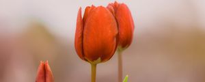 Preview wallpaper tulips, buds, flowers, spring, red, blur
