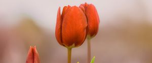 Preview wallpaper tulips, buds, flowers, spring, red, blur