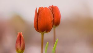 Preview wallpaper tulips, buds, flowers, spring, red, blur