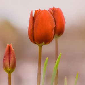 Preview wallpaper tulips, buds, flowers, spring, red, blur