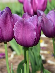 Preview wallpaper tulips, buds, flowers, purple, petals