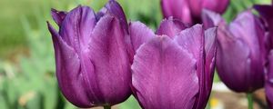 Preview wallpaper tulips, buds, flowers, purple, petals