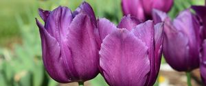 Preview wallpaper tulips, buds, flowers, purple, petals