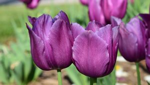 Preview wallpaper tulips, buds, flowers, purple, petals