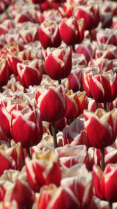 Preview wallpaper tulips, buds, flowers, blur, red