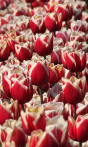 Preview wallpaper tulips, buds, flowers, blur, red