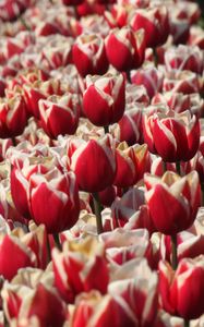 Preview wallpaper tulips, buds, flowers, blur, red