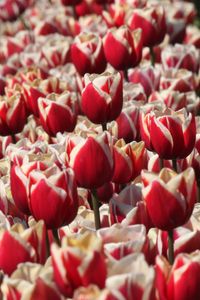 Preview wallpaper tulips, buds, flowers, blur, red