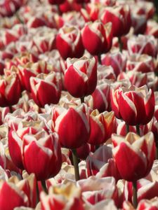 Preview wallpaper tulips, buds, flowers, blur, red