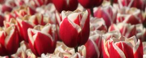 Preview wallpaper tulips, buds, flowers, blur, red