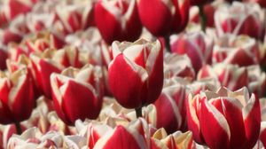 Preview wallpaper tulips, buds, flowers, blur, red