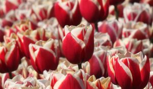 Preview wallpaper tulips, buds, flowers, blur, red