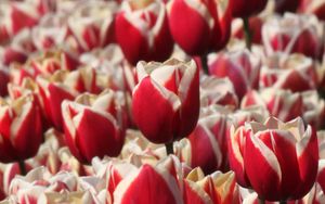 Preview wallpaper tulips, buds, flowers, blur, red