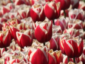 Preview wallpaper tulips, buds, flowers, blur, red