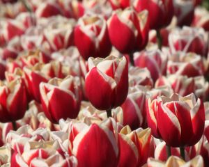 Preview wallpaper tulips, buds, flowers, blur, red