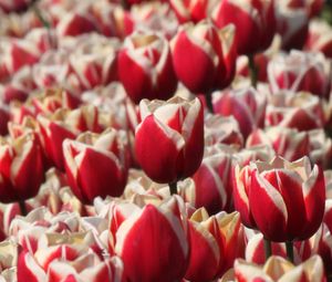 Preview wallpaper tulips, buds, flowers, blur, red