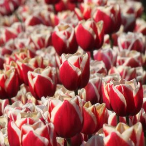 Preview wallpaper tulips, buds, flowers, blur, red