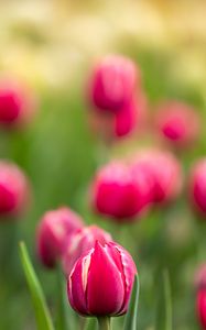 Preview wallpaper tulips, buds, flowers, blur, pink