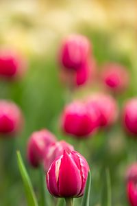 Preview wallpaper tulips, buds, flowers, blur, pink