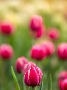 Preview wallpaper tulips, buds, flowers, blur, pink