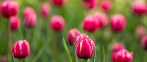 Preview wallpaper tulips, buds, flowers, blur, pink