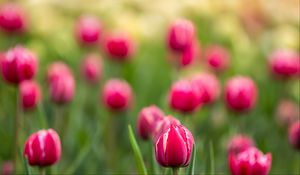 Preview wallpaper tulips, buds, flowers, blur, pink