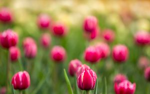 Preview wallpaper tulips, buds, flowers, blur, pink