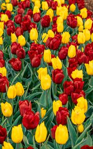 Preview wallpaper tulips, buds, flowers, spring, red, yellow