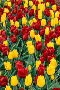 Preview wallpaper tulips, buds, flowers, spring, red, yellow