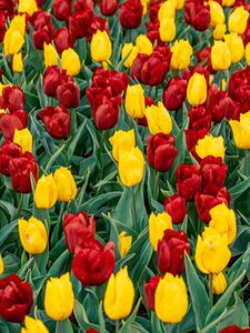 Preview wallpaper tulips, buds, flowers, spring, red, yellow