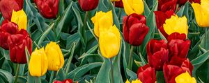 Preview wallpaper tulips, buds, flowers, spring, red, yellow
