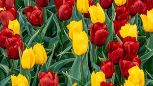 Preview wallpaper tulips, buds, flowers, spring, red, yellow