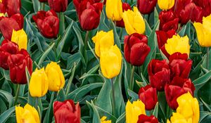Preview wallpaper tulips, buds, flowers, spring, red, yellow