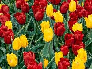 Preview wallpaper tulips, buds, flowers, spring, red, yellow