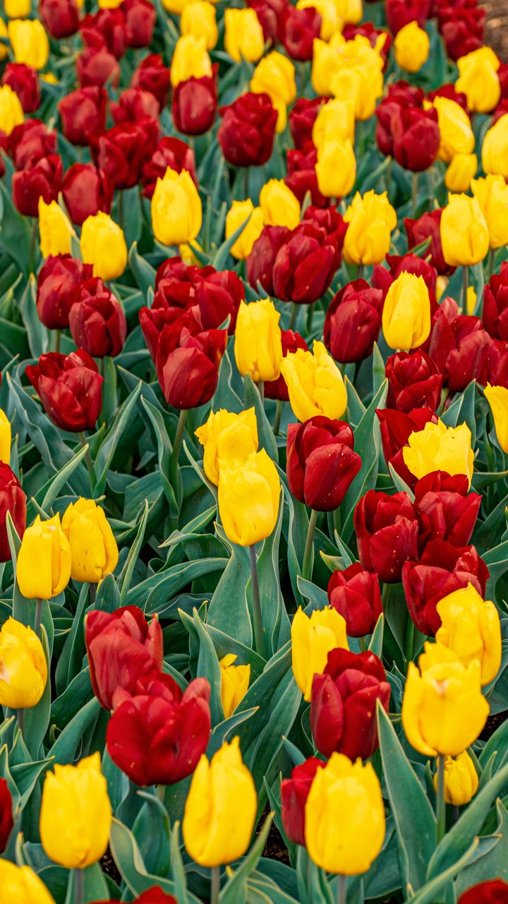 720x1280 Wallpaper tulips, buds, flowers, spring, red, yellow