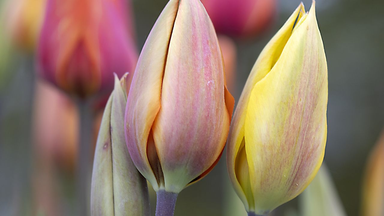 Wallpaper tulips, buds, leaves, flowers, plants, blur