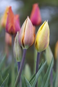 Preview wallpaper tulips, buds, leaves, flowers, plants, blur